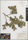Foto von Salix myrsinifolia subsp. borealis (Fr.) Hyl.